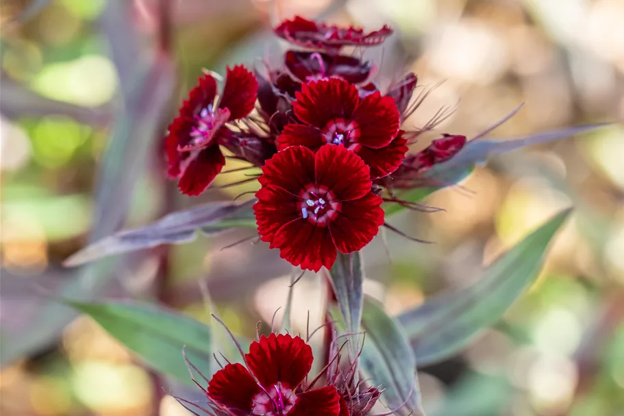 Dianthus barbatus 'Nigrescens'