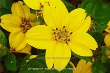 Chrysogonum virginianum 'Andre Viette'