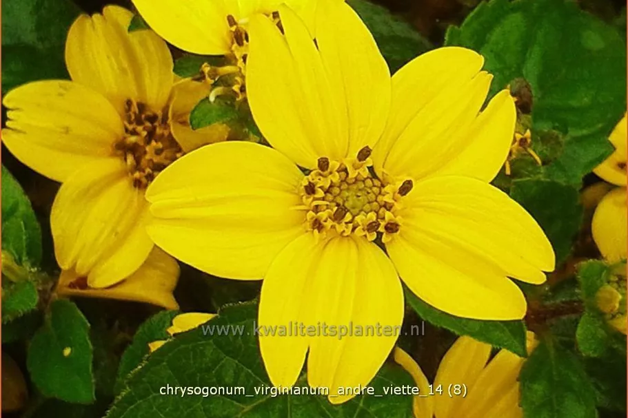 Chrysogonum virginianum 'Andre Viette'