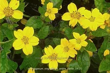 Chrysogonum virginianum 'Andre Viette'