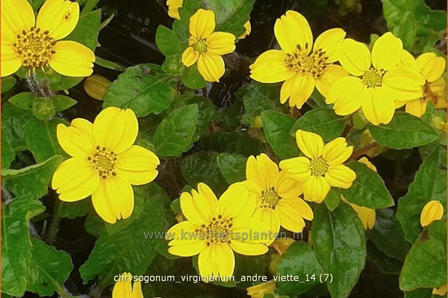 Chrysogonum virginianum 'Andre Viette'