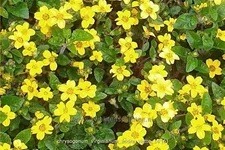 Chrysogonum virginianum 'Andre Viette'