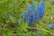 Corydalis elata 'Spinners'