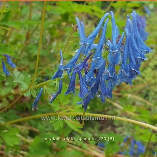 Corydalis elata 'Spinners'