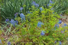 Corydalis elata 'Spinners'