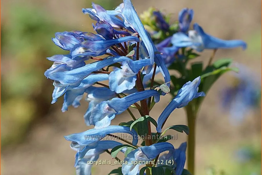 Corydalis elata 'Spinners'