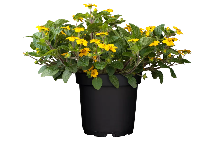 Chrysogonum virginianum 'Andre Viette'