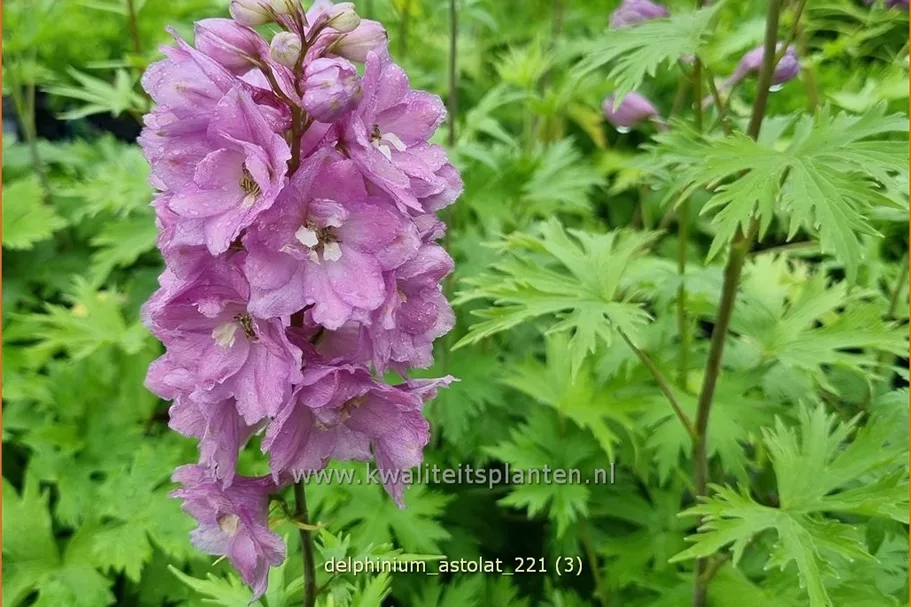 Delphinium pacific 'Astolat'