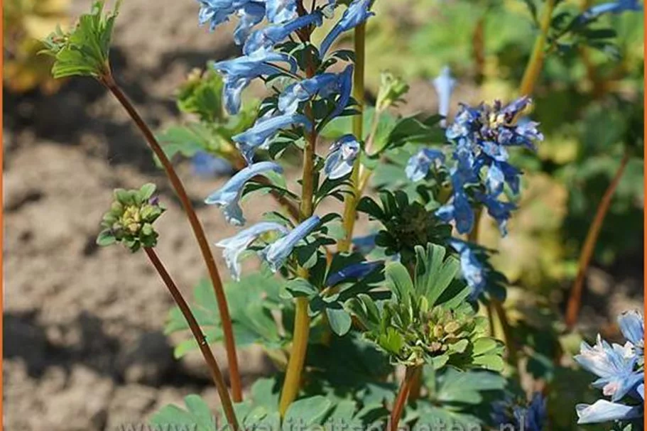 Corydalis elata 'Spinners'