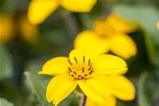 Chrysogonum virginianum 'Andre Viette'