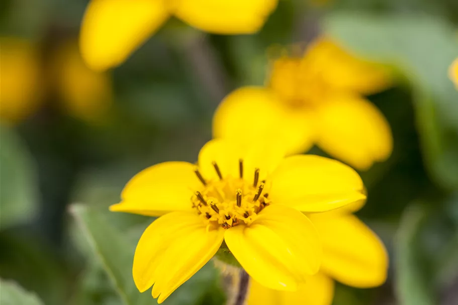 Chrysogonum virginianum 'Andre Viette'