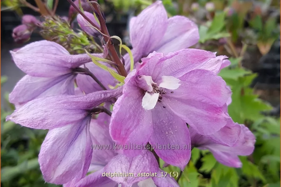 Delphinium pacific 'Astolat'