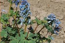 Corydalis elata 'Spinners'
