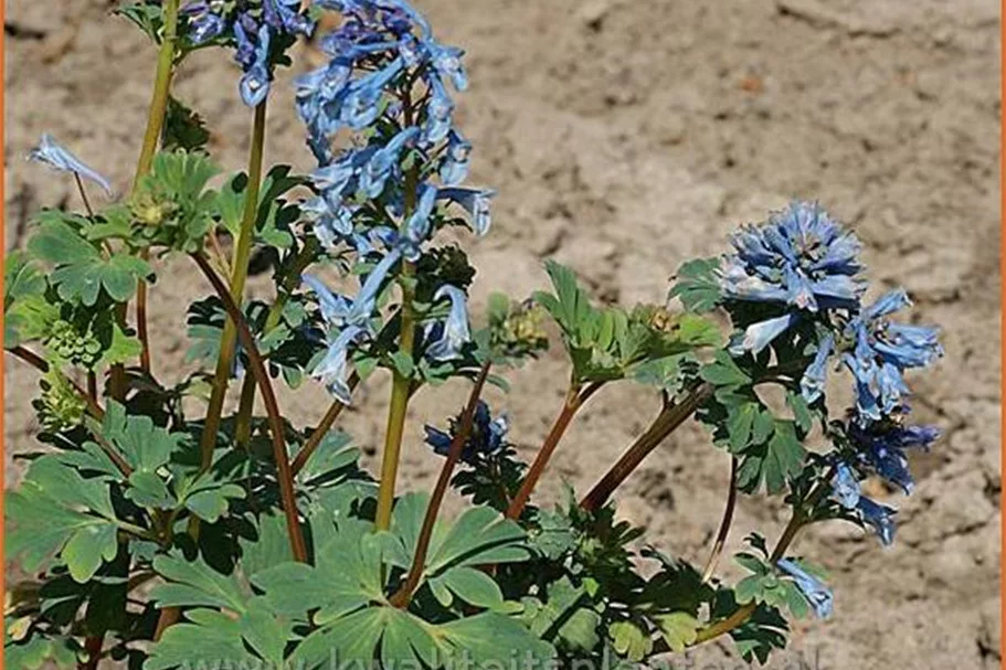 Corydalis elata 'Spinners'