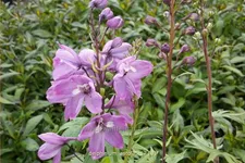 Delphinium pacific 'Astolat'