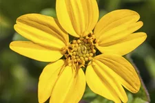 Chrysogonum virginianum 'Andre Viette'