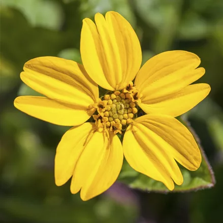 Chrysogonum virginianum 'Andre Viette'