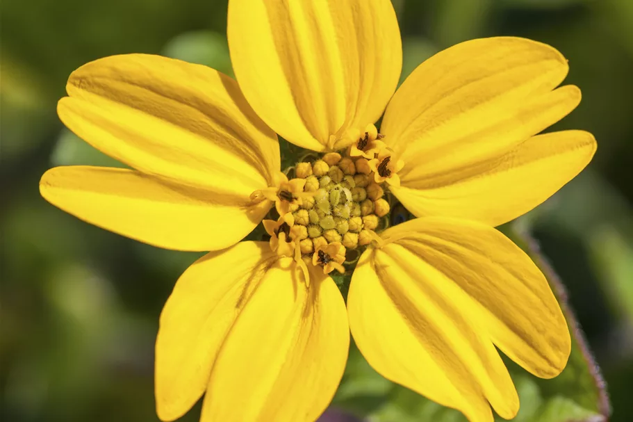 Chrysogonum virginianum 'Andre Viette'