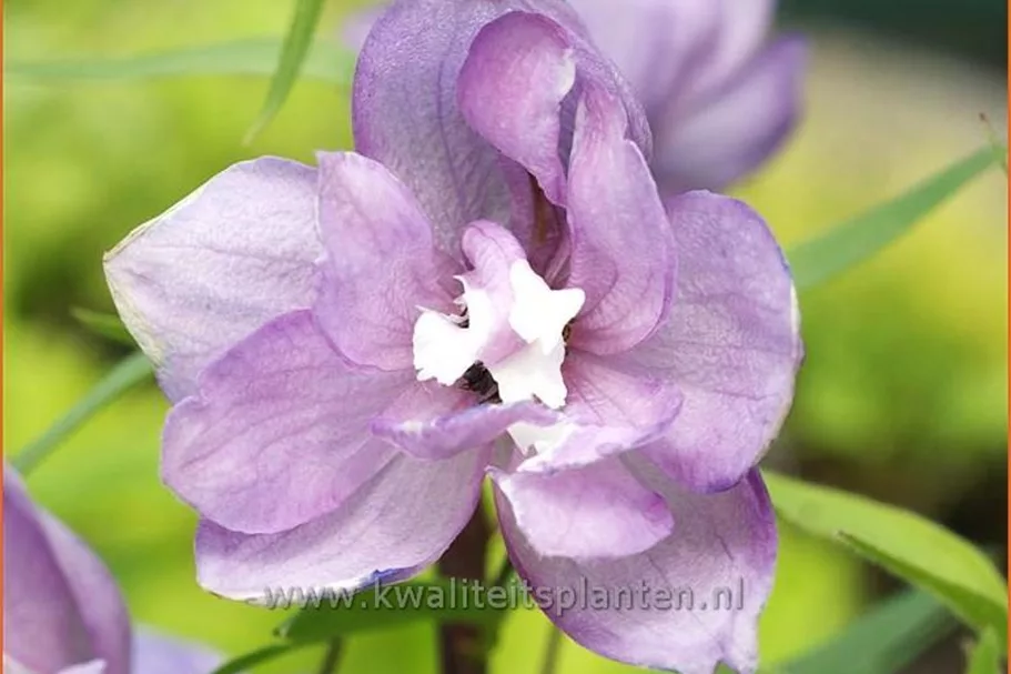 Delphinium pacific 'Astolat'