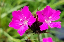 Dianthus carthusianorum