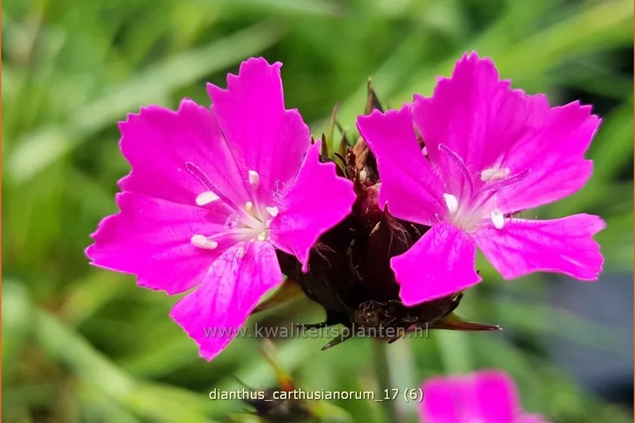 Dianthus carthusianorum