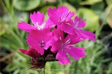 Dianthus carthusianorum