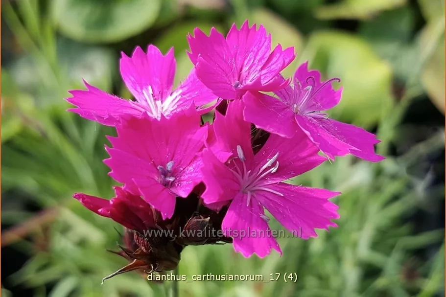Dianthus carthusianorum