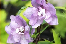 Delphinium pacific 'Astolat'