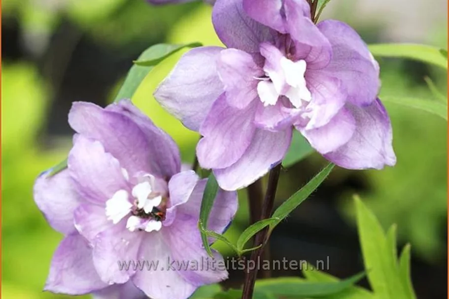 Delphinium pacific 'Astolat'