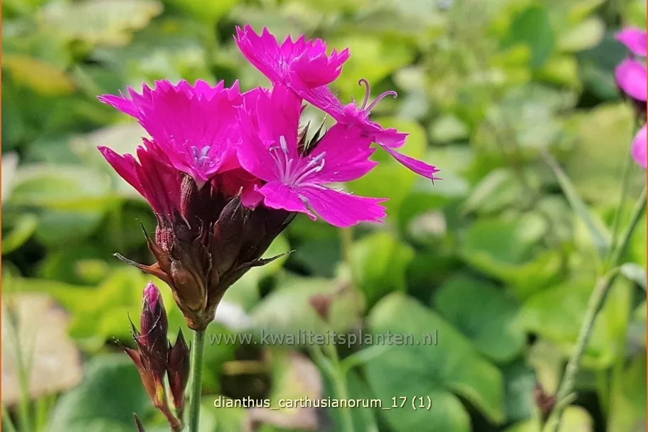 Dianthus carthusianorum