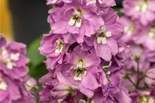 Delphinium pacific 'Astolat'