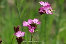 Dianthus carthusianorum