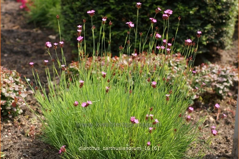 Dianthus carthusianorum