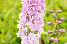 Delphinium pacific 'Astolat'
