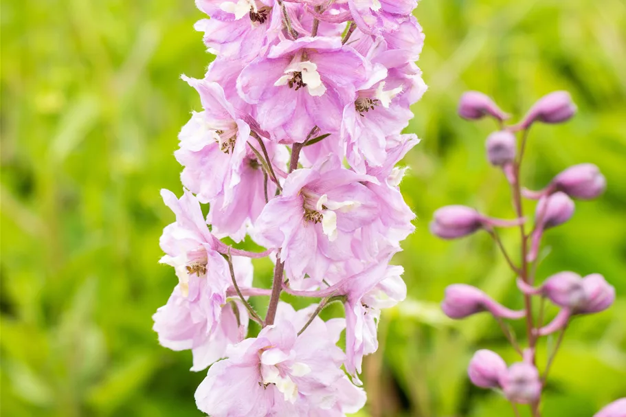 Delphinium pacific 'Astolat'