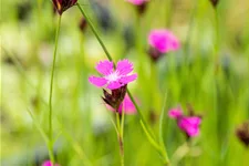 Dianthus carthusianorum