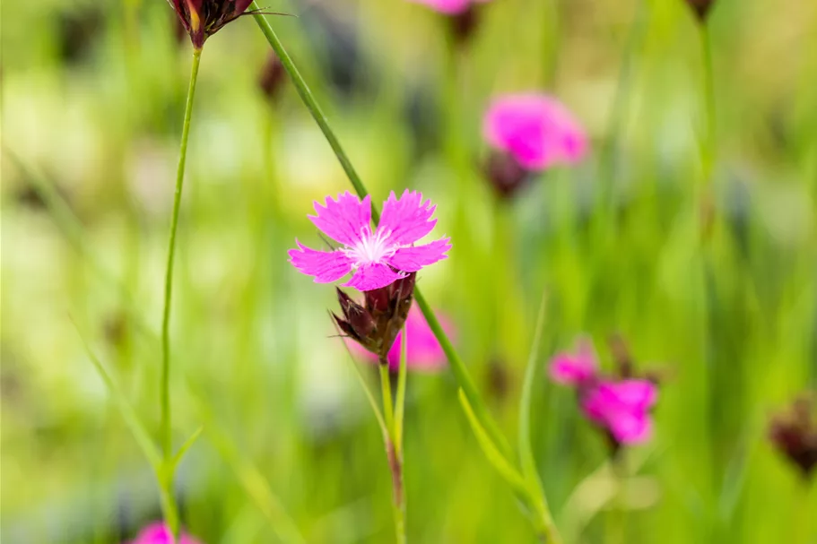 Dianthus carthusianorum