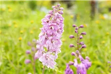 Delphinium pacific 'Astolat'