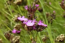 Dianthus carthusianorum