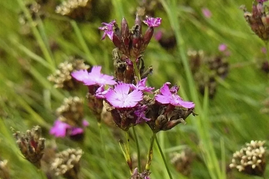 Dianthus carthusianorum