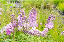Delphinium pacific 'Astolat'