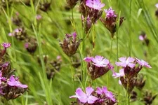 Dianthus carthusianorum