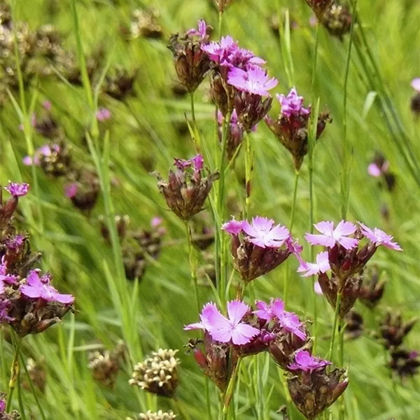 Dianthus carthusianorum