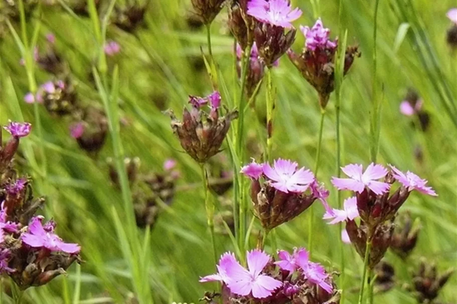 Dianthus carthusianorum