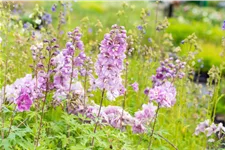Delphinium pacific 'Astolat'