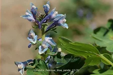 Corydalis flexuosa 'Blue Panda'