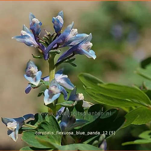 Corydalis flexuosa 'Blue Panda'