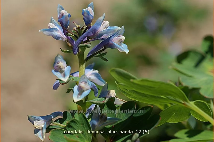 Corydalis flexuosa 'Blue Panda'
