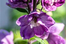 Delphinium pacific 'Astolat'