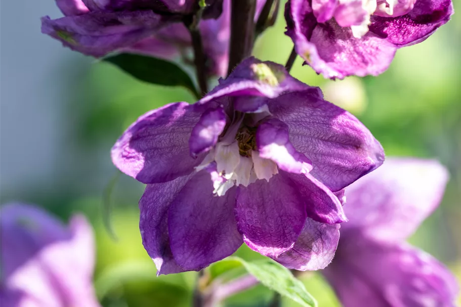 Delphinium pacific 'Astolat'